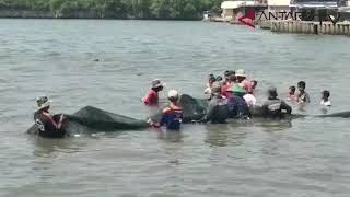 Ikan hiu paus tutul tertangkap jaring nelayan payang