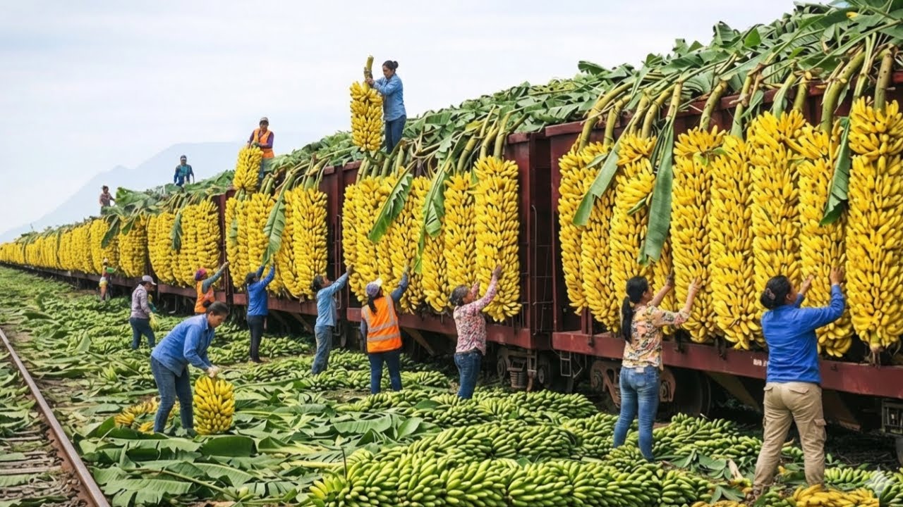 You Won’t Believe How Modern Agriculture Machines Produce Million Tons of Crops-new process 