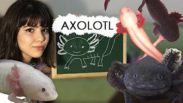 Como manter um axolote?