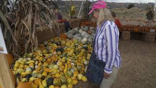 4K FREE STOCK FOOTAGE - Pumpkin Patch People Picking Out Pumpkins 2