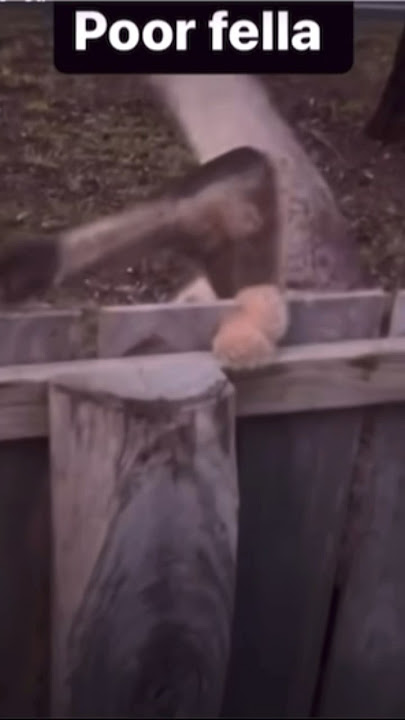 Not My NUTS😱 #australia #kangaroo #hurt #funny #laugh #wildlife #nature #shorts #reels #new #viral