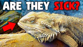 How Do I Know if My Bearded Dragon Is Sick? by Reptiles and Research 1,681 views 1 month ago 10 minutes, 33 seconds