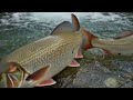 How do large silver cup fish move in muddy water🤪🤪🤪 বড় বড় সিলভার কাপ মাছ কাদা পানিতে কিভাবে নাড়..