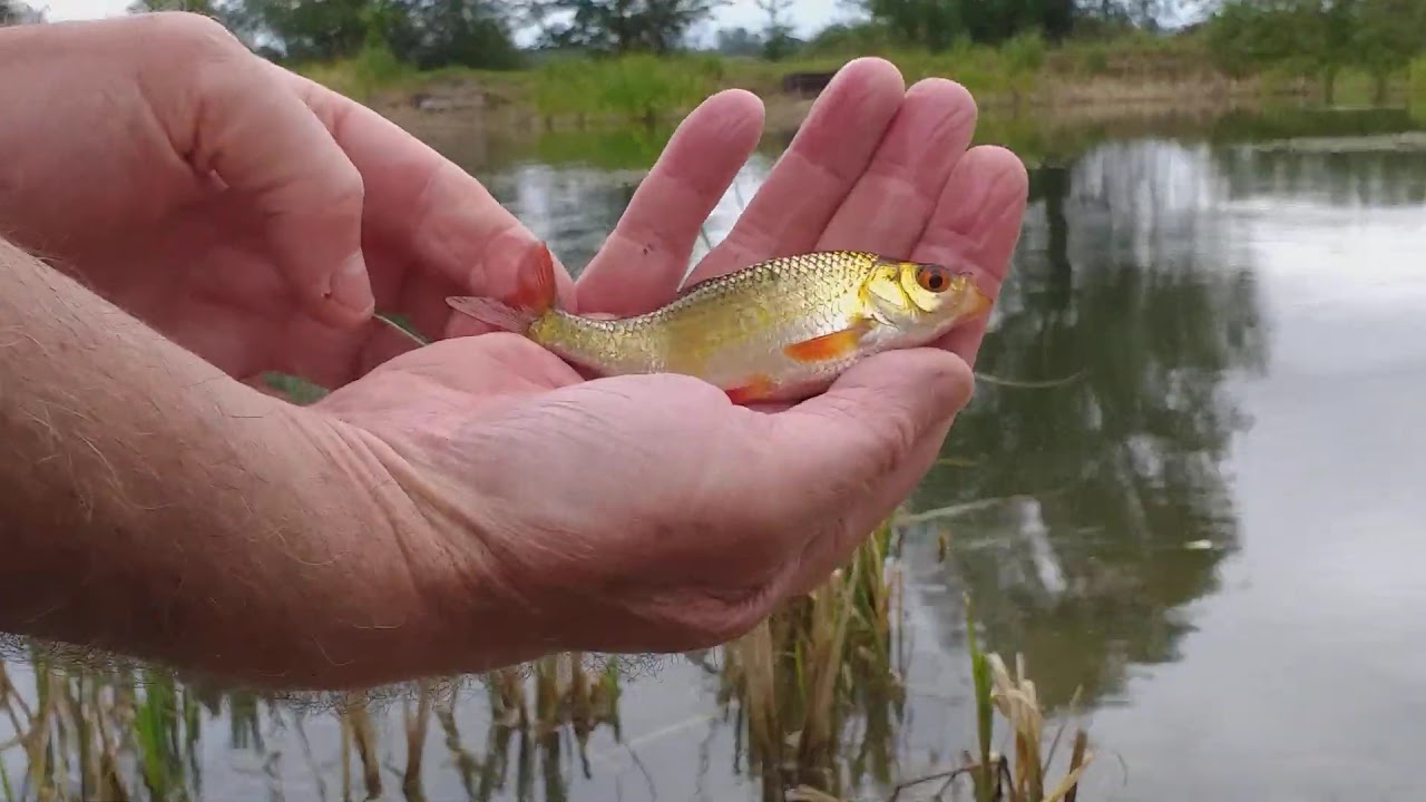 Golden Rudd ,Traditional fishing with bread flake, quill, & cane rod