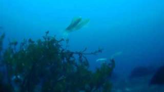 20100520大久保アオリイカ2