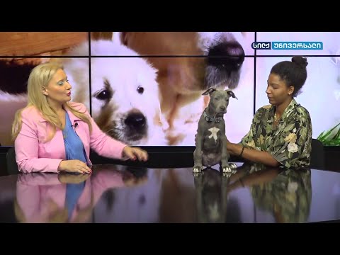 myvideo silk sport4 - კონსულტაცია ვეტერინართან