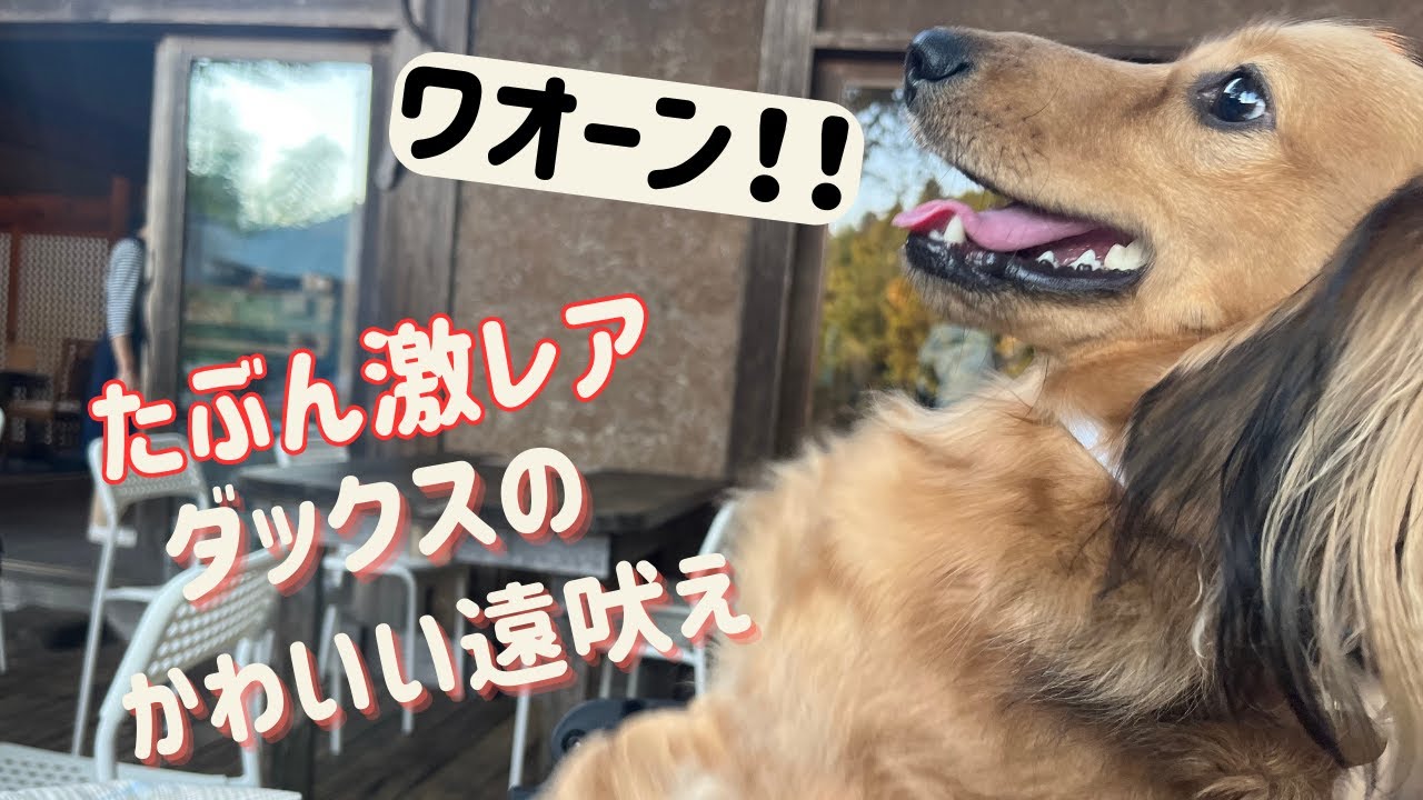 ラグ 犬 玄関マット アクセントマット 愛犬 チワワ 柴犬 ダックス 激レアポメラニアン、チワワ、柴犬、シーズ、 | ダックス 激レア！ | ホンダ | Xyhndv