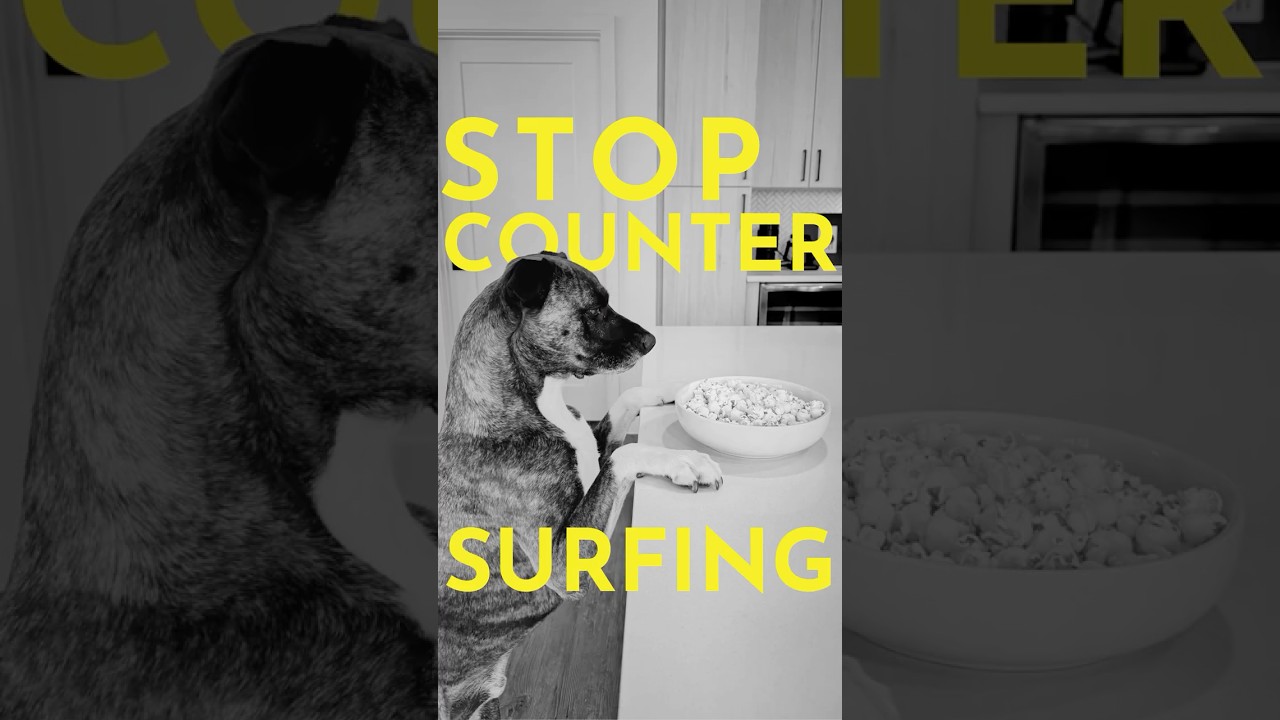 How to Teach Your Dog to Stop Stealing Food (Counter Surfing)  