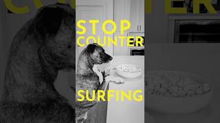 How to Teach Your Dog to Stop Stealing Food (Counter Surfing)  #dogtraining #puppytraining