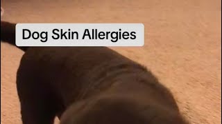 Allergies in Dogs Symptoms and Relief for Chocolate Labradors