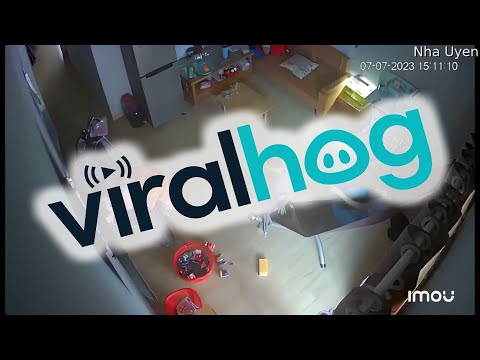 Ceiling Dwelling Snake Drops Down || ViralHog