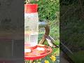 Hummingbird Close-Up at the Feeder. #garden #hummingbird #birds #homestead