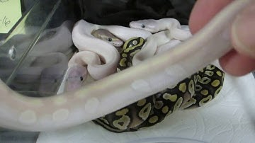 The Results Of Ball Python Clutches 6 Thru 10