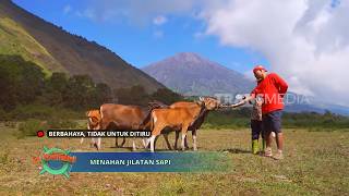 Tantangan Si Botak Menangkap Sapi dan Menahan Jilatan Sapi | JEJAK SI GUNDUL (09/07/26) P1