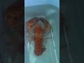Part 1 of Rescuing a rare 1:30 million lobster🦞🥺from the grocery store. #lobster #rescue #nature