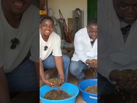 He makes thousands of dollars growing MAGGOTS in Africa.