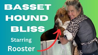 Basset Hound Groom and Deshed    DIY Pet Grooming w/Rooster