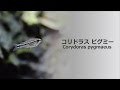 #34.コリドラス・ピグミー 小さくて可愛い熱帯魚 Corydoras pygmaeus
