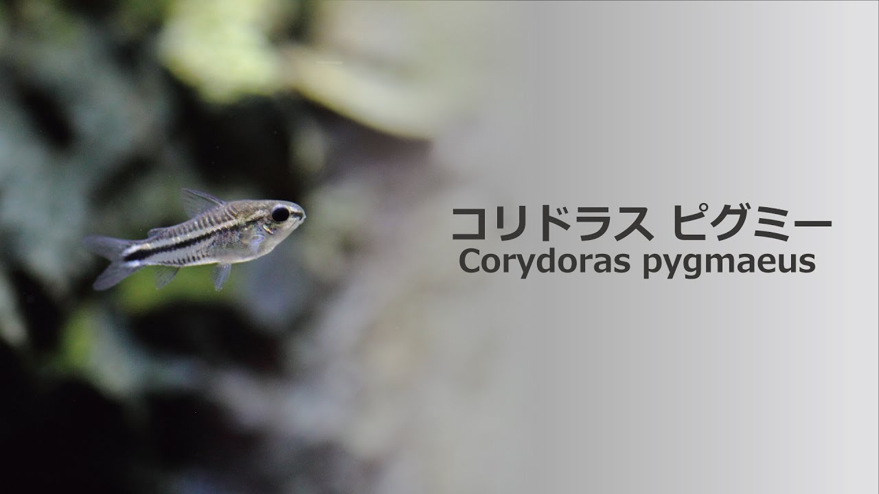 34 コリドラス ピグミー 小さくて可愛い熱帯魚 Corydoras Pygmaeus Youtube