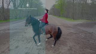Balade à cheval dans la forêt de chantilly