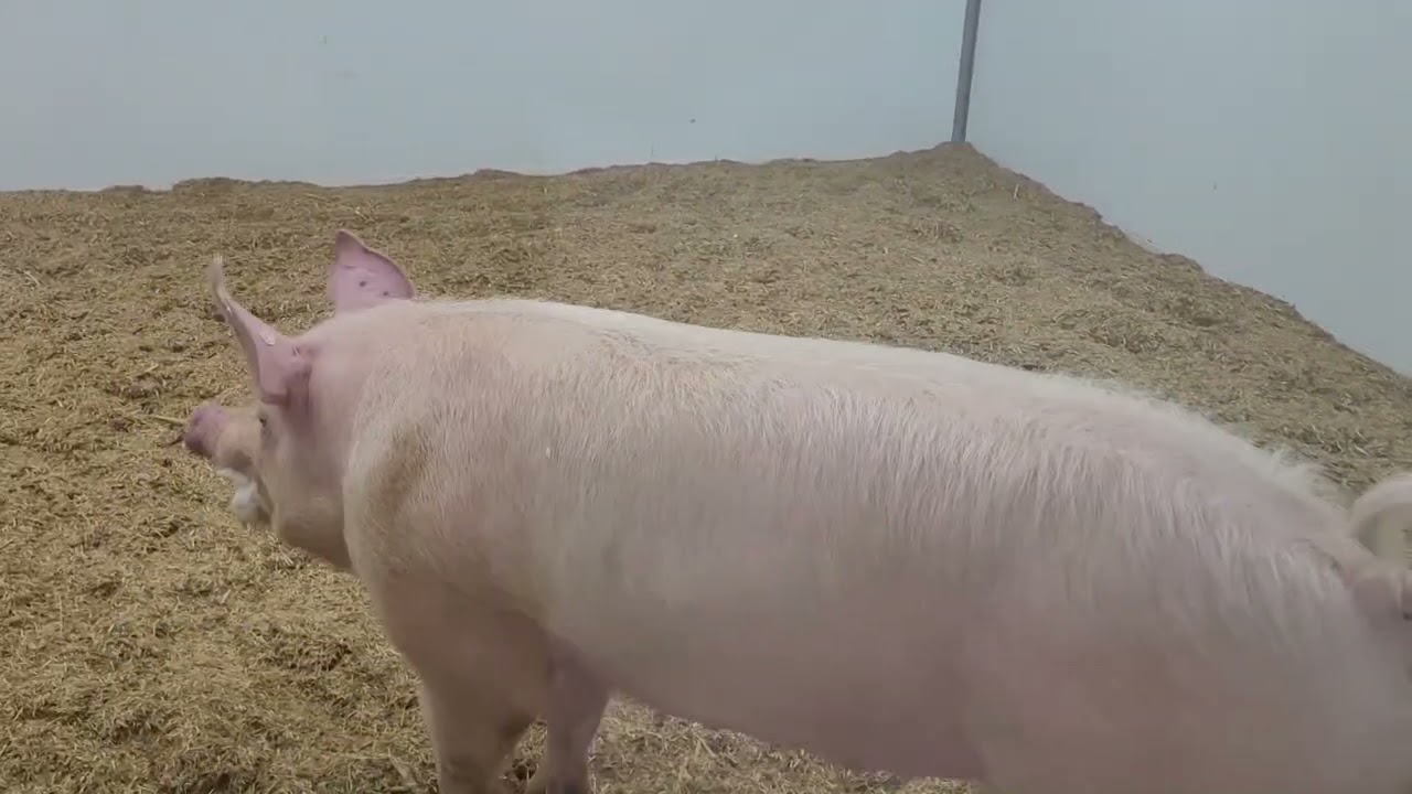 CUBA ZWITSERS LANDRASSE