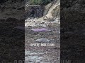 Anjing Laut Ini Berubah Warna Jadi Ungu Cerah #shorts