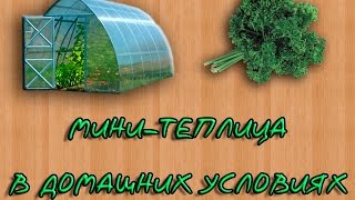 Как сделать мини-теплицу для выращивания зелени(В этом видео я расскажу как можно практически из подручных средств сделать миниатюрную комнатную теплицу..., 2015-01-14T10:34:42.000Z)