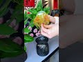 9.9 - Easy Care: Double Happiness with Lucky Bamboo in Bedroom