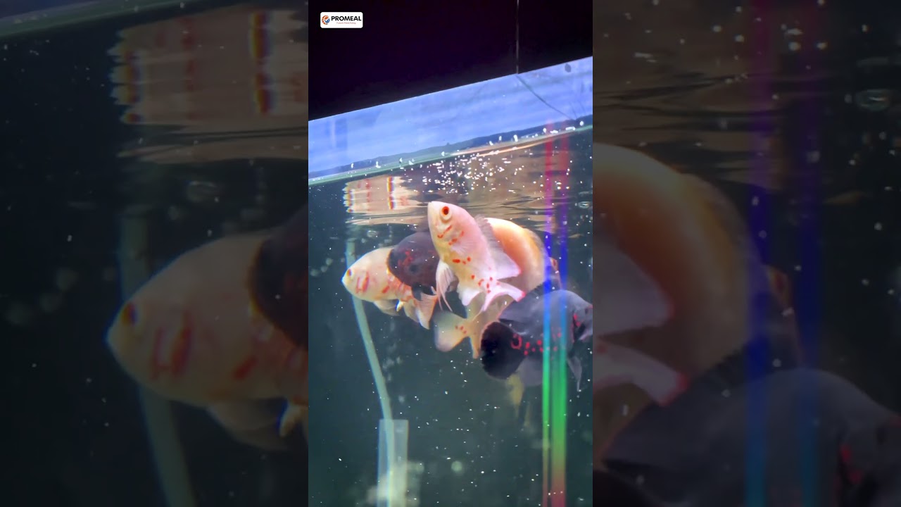 Fish Feeding😱Secret Every Aquarist Must Know! | Aquarium Fish Care Tips  