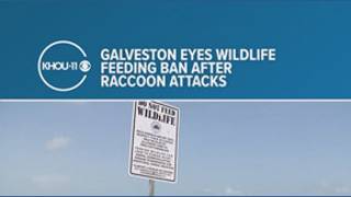 Galveston eyes wildlife feeding ban after raccoon attacks