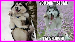 Cute Husky Dancing- FUN FUN FUN by Puppy Love 2,356 views 8 years ago 4 minutes, 3 seconds