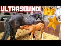An ultrasound of Queen👑Uniek! Horses escaped again...😡 And more | Friesian Horses