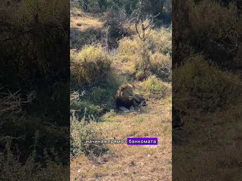 Видео: Введение в большую пятерку сафари-животных Африки