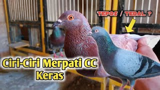 Ciri-ciri Merpati Tipe Keras