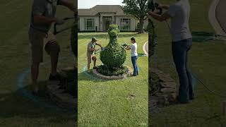 From empty lawn to luxury duck topiary garden transformation🦆🌿#topiary #satisfyingvideo #garden