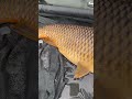 Regina “mezzacoda” di fiume!! A voi è mai capitato di catturarne una?? #carpfishing #fishing #carp