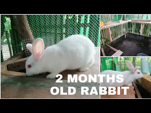 RABBIT FARMING - Bakit kailangan IHIWALAY ang mga young RABBIT pagsapit ng 2 Buwan