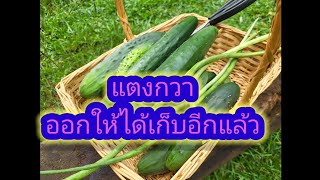เก็บแตงกวา พาดูสวนเวลานี้#คนไทยในอเมริกา #สวนผัก #ชนบท usa