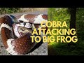 A giant frog caught by a giant cobra. The animal world is very dangerous