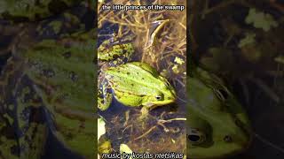 the little princes of the swamp #music #electronicmusic #nature #wildlife #wildanimals #birds