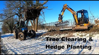 Tree clearing & hedge planting