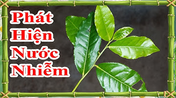 cách thử nguồn nước bị ô nhiễm một cách đơn giản và rất hay mà ai cũng có thể tự làm được