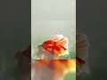 Of all the fish in this world Iam glad that you swam to me ❤️ #bettafish #betta