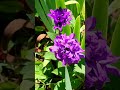 1 юни 2026 г.Камбанка, Campanula
