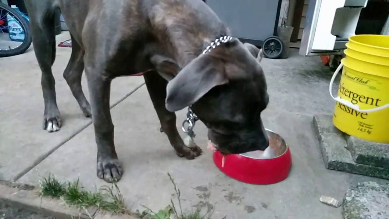Cane Corso Raw Feeding YouTube