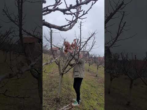 Video: Božične tradicije in običaji v Albaniji