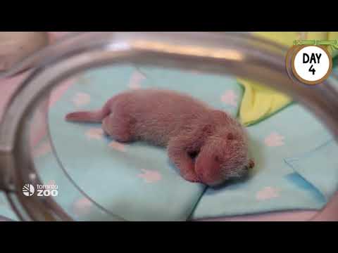 Video Tập tính sinh sản của gấu trúc & Quá trình lớn lên của... - youtube