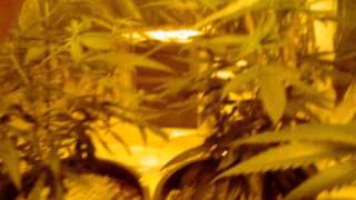 greenhouse seeds update.