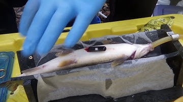 Mountain Whitefish Radio Telemetry Tag Surgery