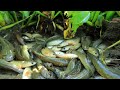 Top ! Dry Season Fishing Videos Searching & Catching Fishes By Hand